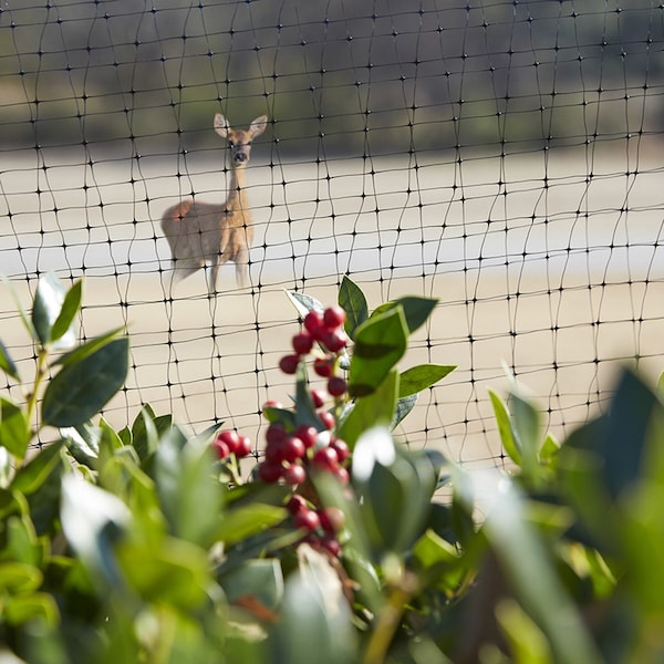 14 Ft. L X 14 Ft. W Bird Netting